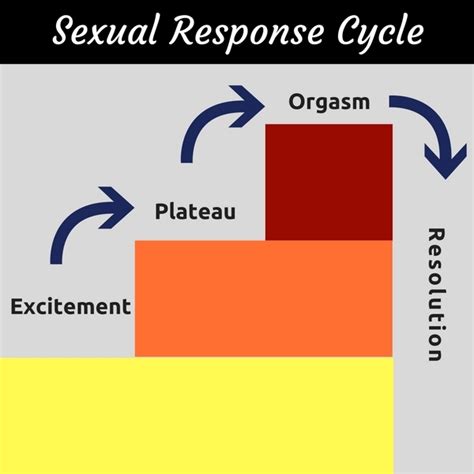 privater orgasmus|Sexual Response Cycle: What Happens in the Female Body .